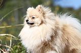 SPITZ ALLEMAND 247